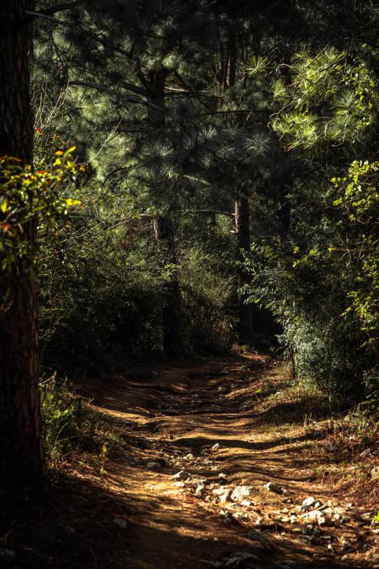 A path in some woods.