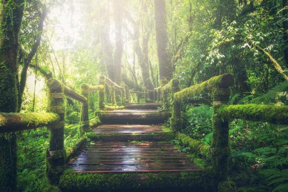 Steps into a forest.